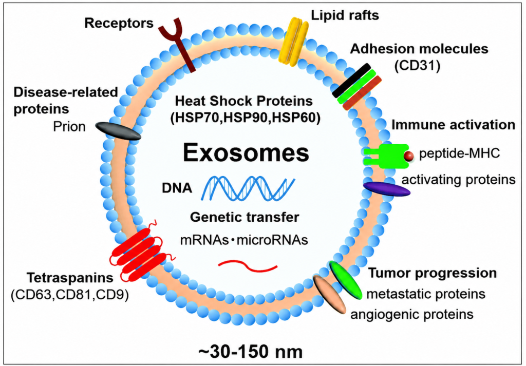 Estructura del exosoma